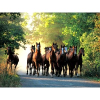 ENGLISH THOROUGHBREDS 1000 PC TRE10168