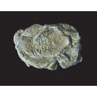 ROCK MOLD-WIND ROCK (5X7)