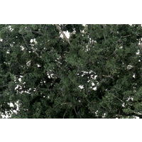 DARK GREEN FINE LEAF FOLIAGE F1130