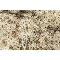 NATURAL LICHEN L166