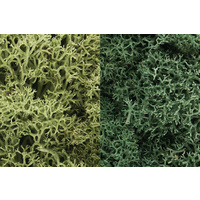 LIGHT GREEN MIX LICHEN