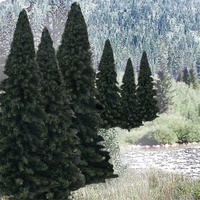2In - 4InRM REAL EVERGREEN BL 18/PK