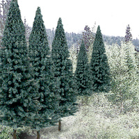 2In - 4In RM REAL BLUE SPRUCE 18/PK