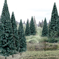 4In- 6In RM REAL BLUE SPRUCE 13/PK